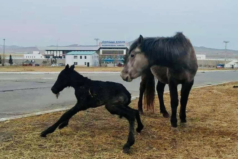 160574710_3993328474023126_3396163391283295860_n-100550-1099235525