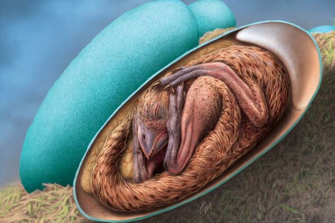 211221063524-04-baby-dinosaur-fossil-egg-restricted-exlarge-169