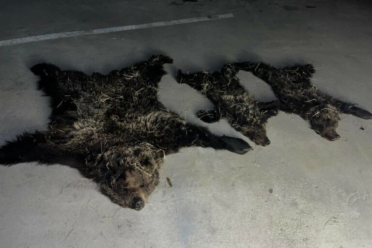 305806-01052023-1682926599-725305462-baavgai_1