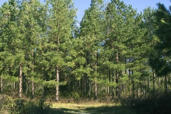 3ba0fa_tipilesasovremennieprintsipiklasifikatsi_9B65ED4B_x974