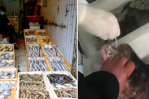 62466c987bf4e60019369be8