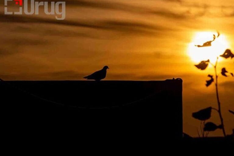 inbound8811763186048969574