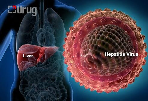 00000 elegnii virus 2