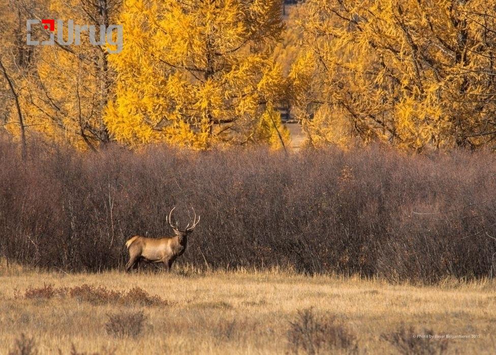 413a17_12080244_507362099418715_7848249471901446690_o_x974