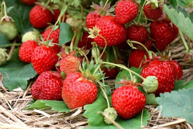 280634073_558740782353766_291620743599377304_n-1