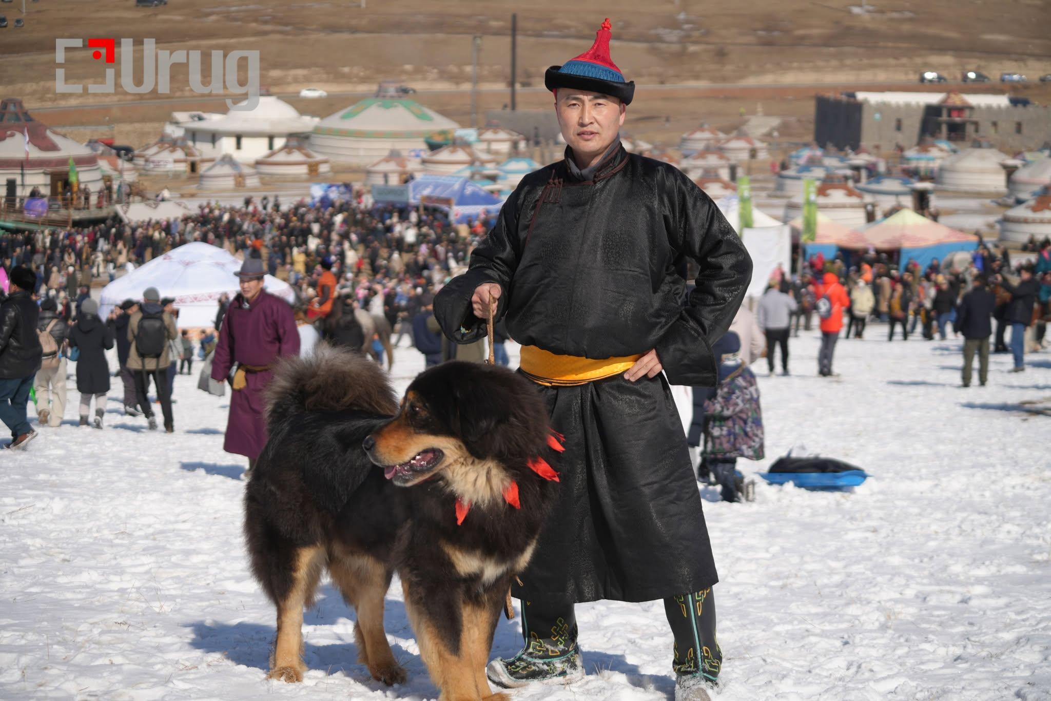 mongol nohoi