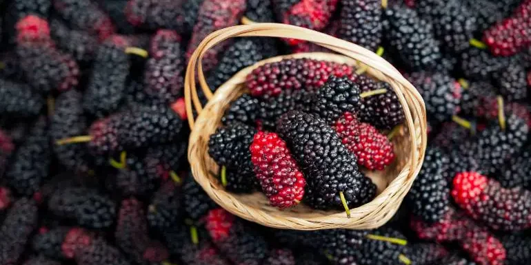 mulberries-.jpg