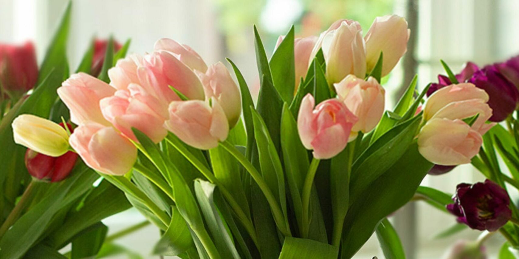 1736263977-blog-main-image_the-beauty-of-rare-tulip-colors-and-their-meanings
