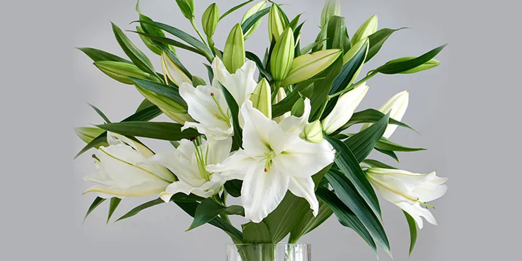 lily-flowers-specifications.jpg