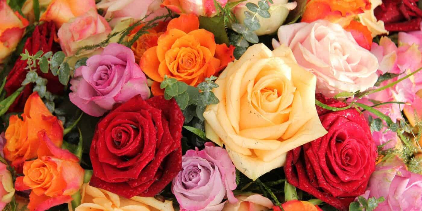 rose-color-meaning-guide-symbolism-of-different-colors-in-bouquets