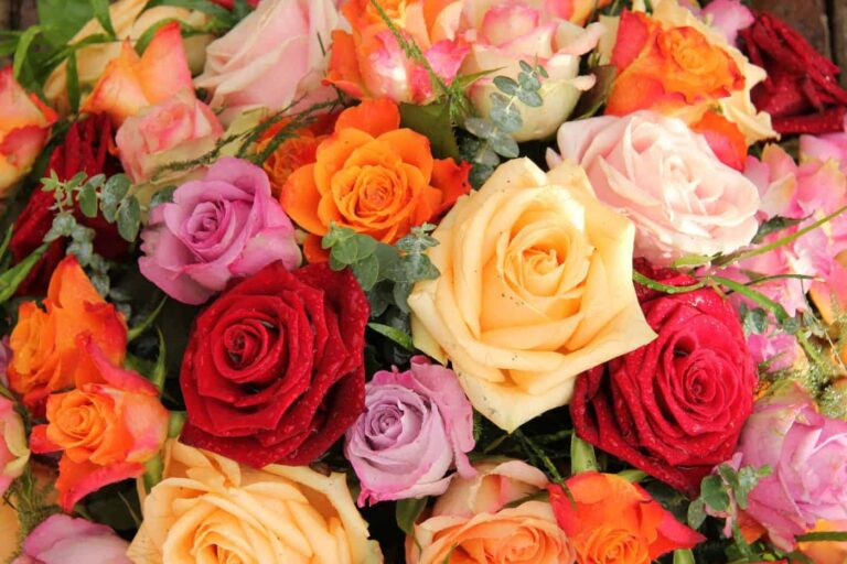 rose-color-meaning-guide-symbolism-of-different-colors-in-bouquets