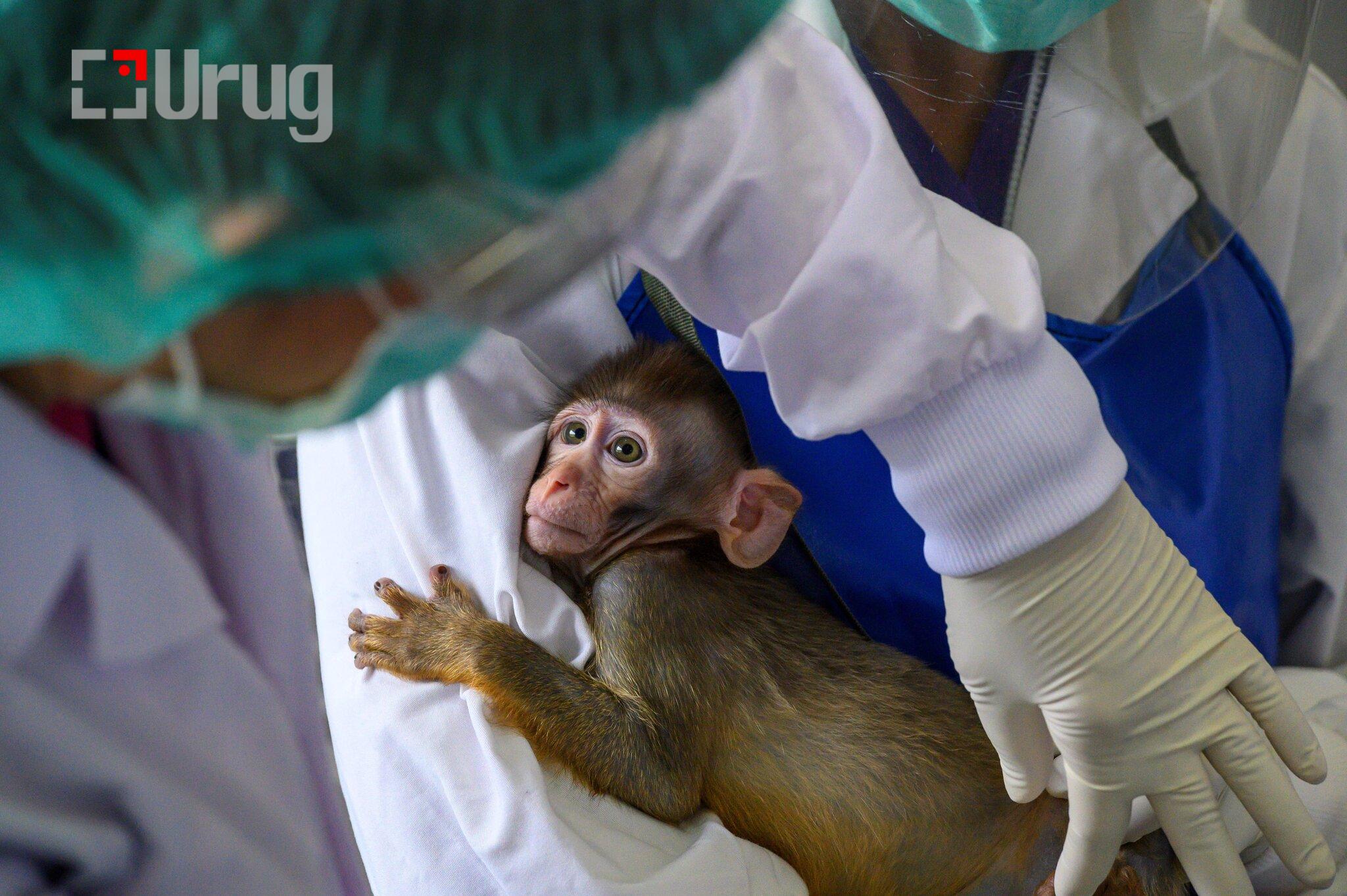 00SCI-LABANIMALS-01-superJumbo