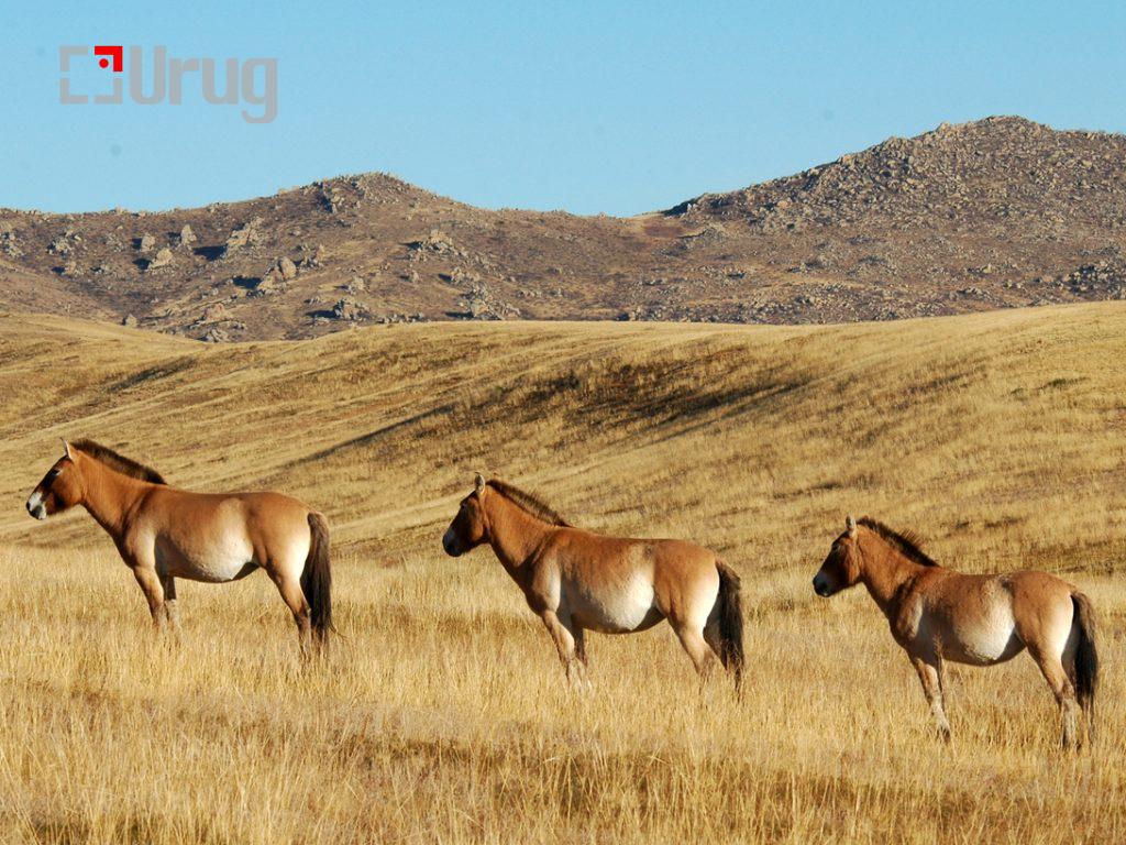 V_6_2_Baigali_belcheer_2_2_55-1024×768