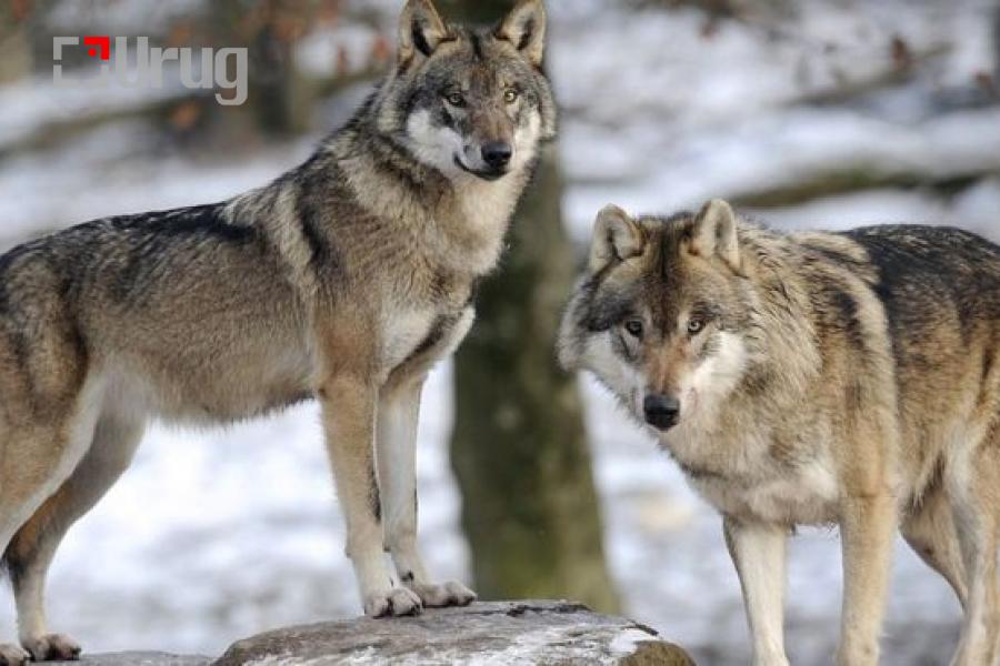 ZMRf7AXA9XBBHqtFjPfO-medium