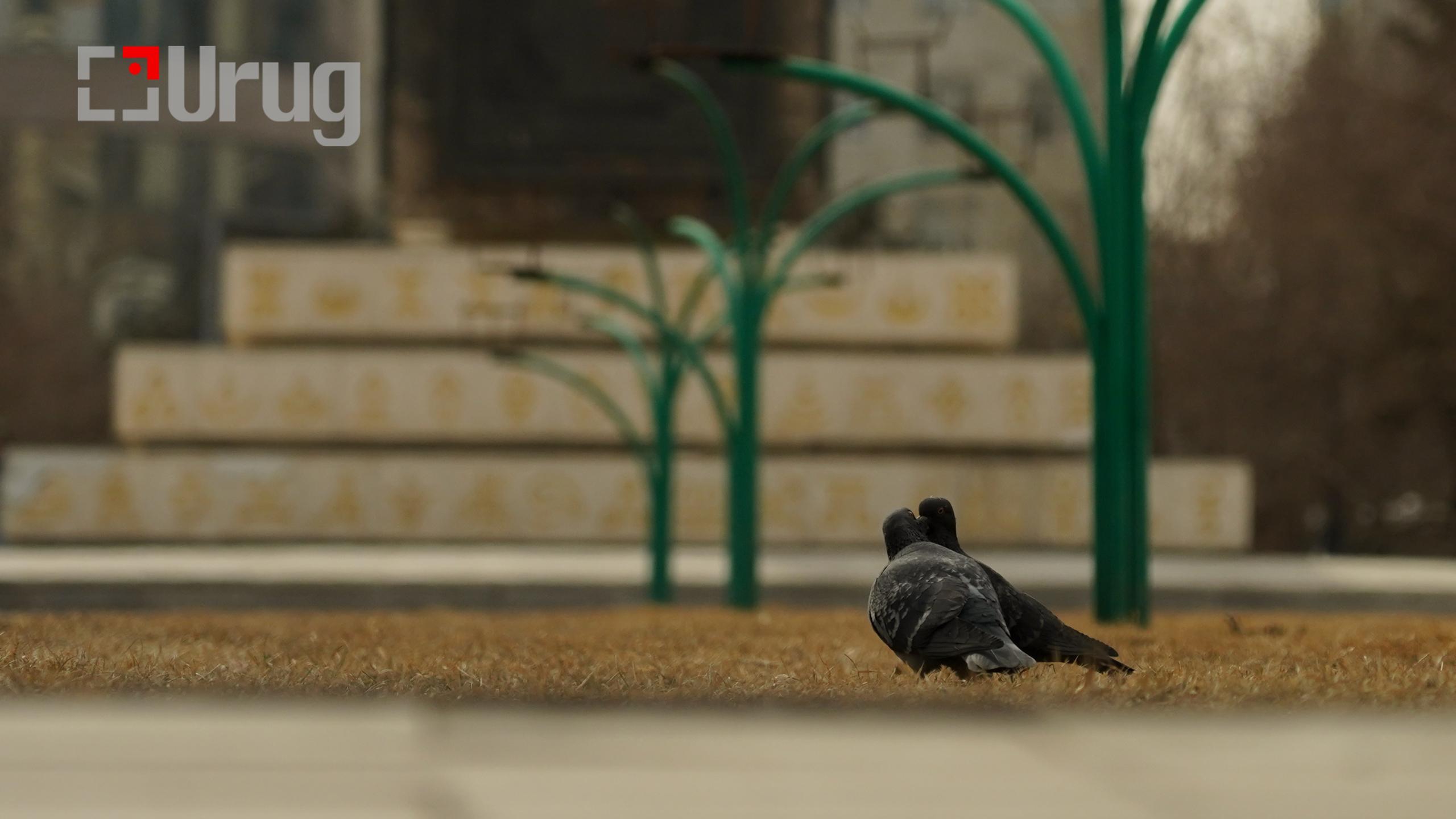 hawar tsag agaar (12)