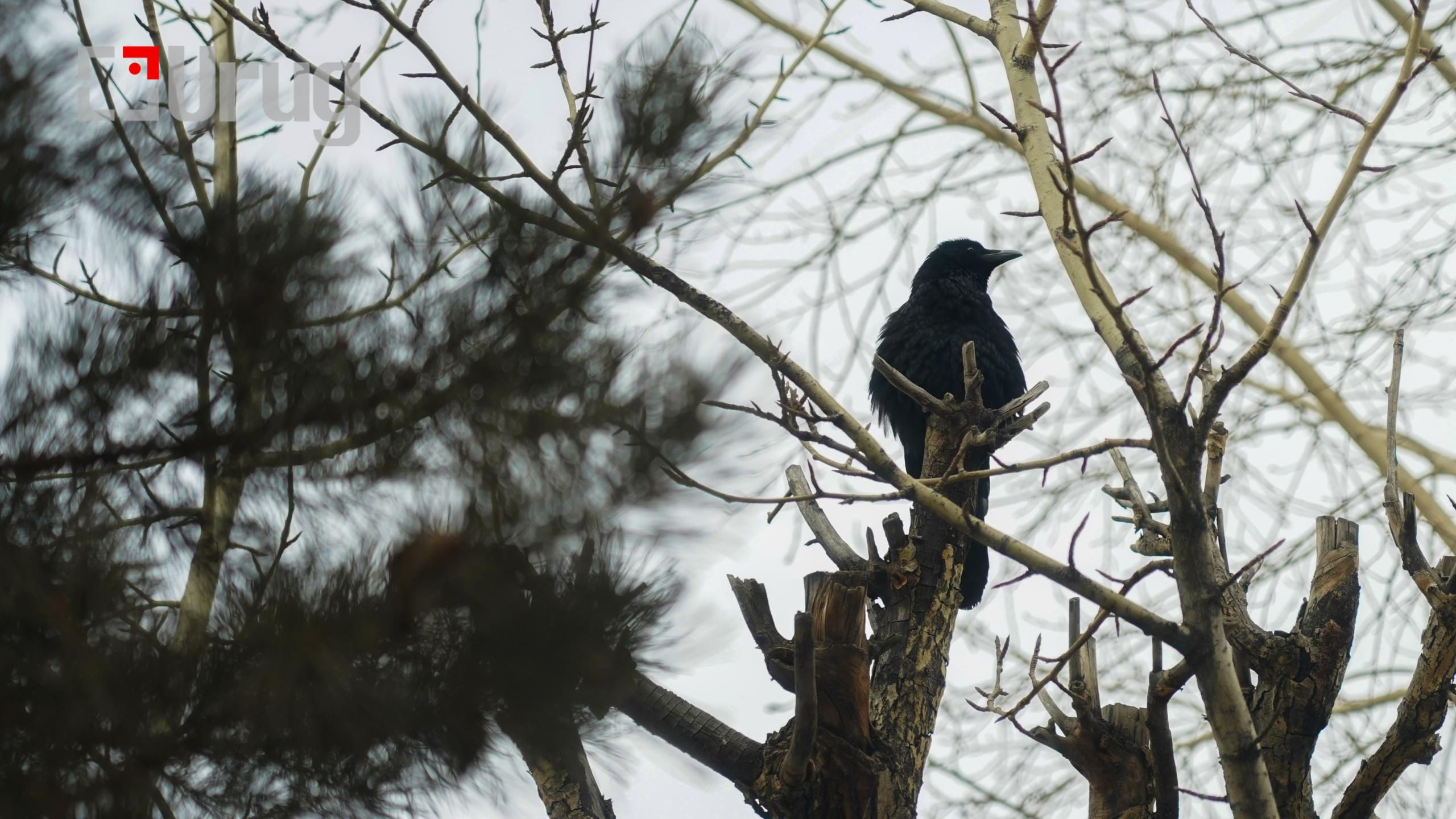 hawar tsag agaar (20)