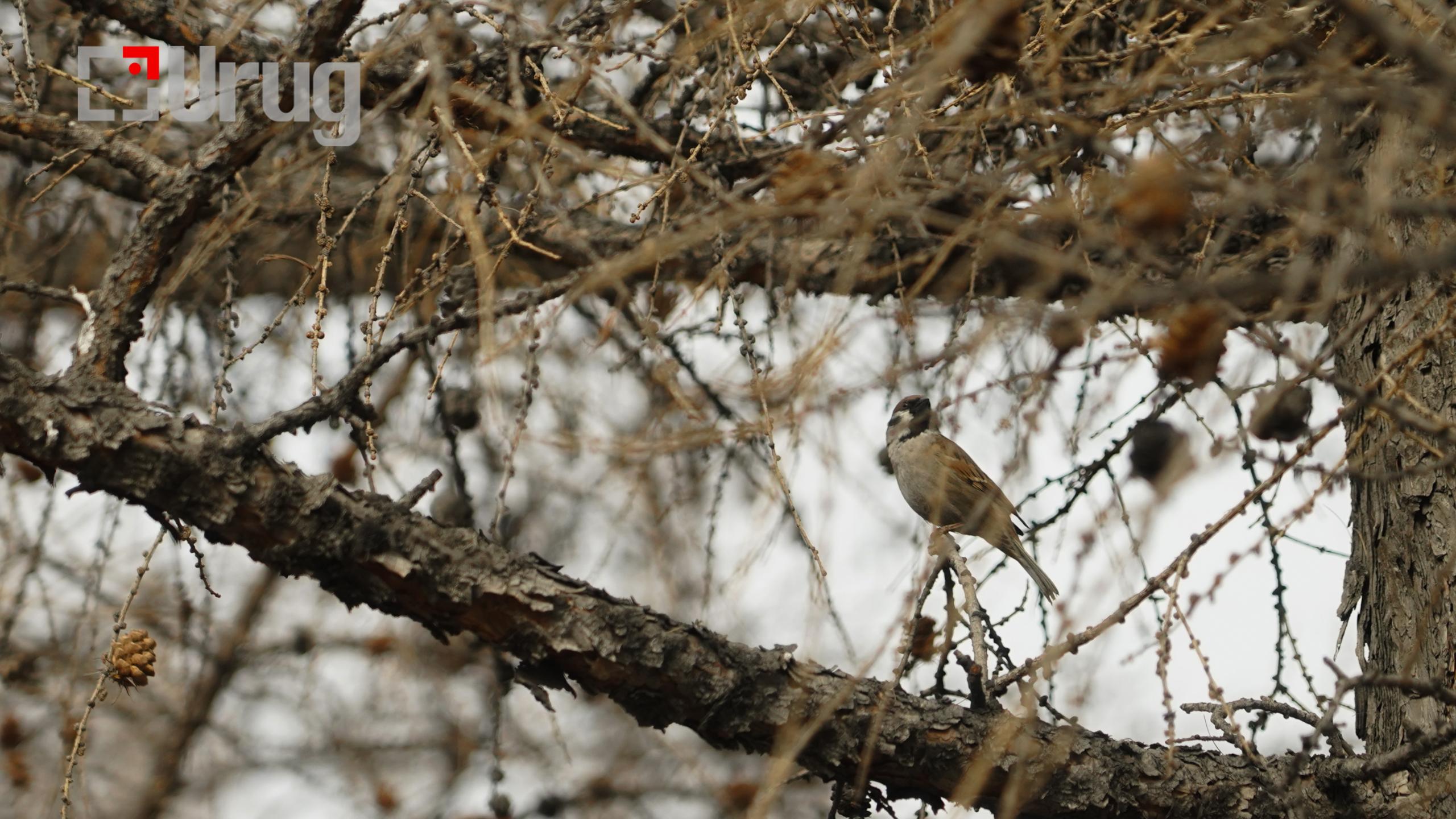 hawar tsag agaar (4)