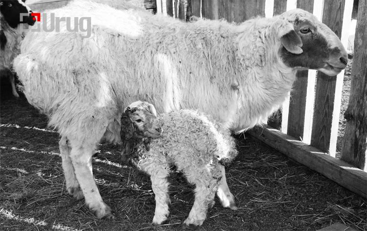 hurga-135424-1804069013