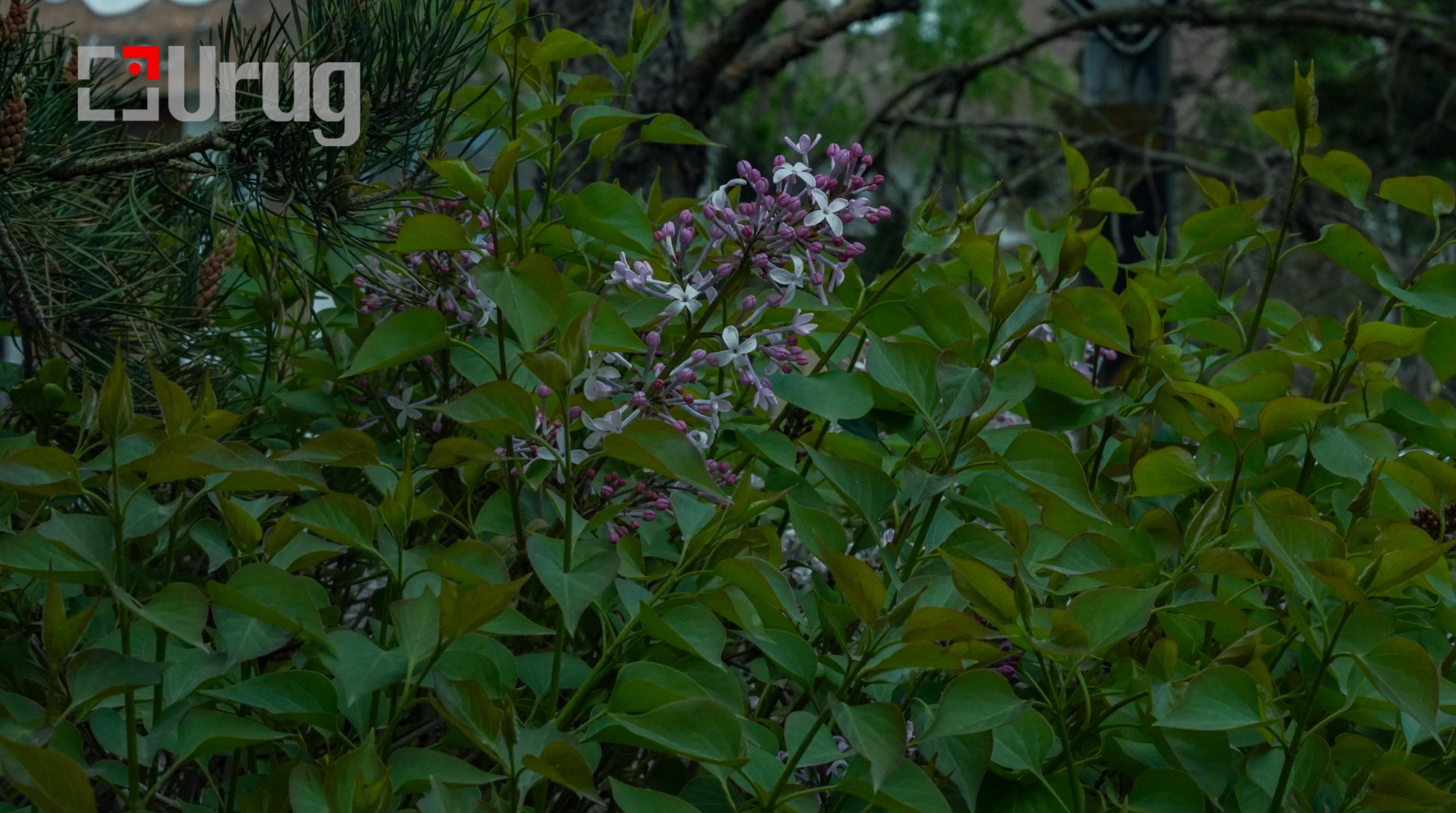 tsag agaar (5)